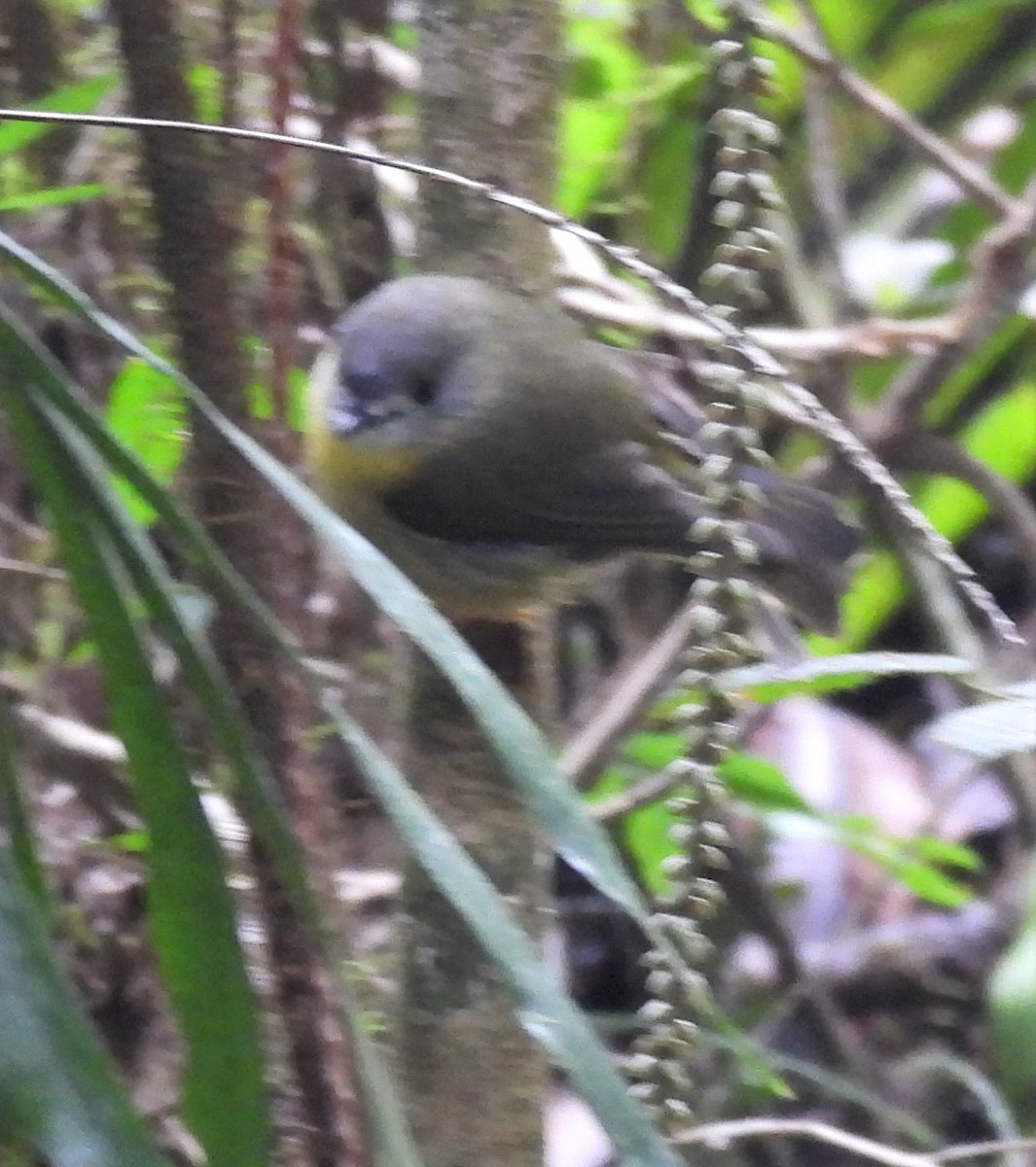 Pale-yellow Robin - ML616309214