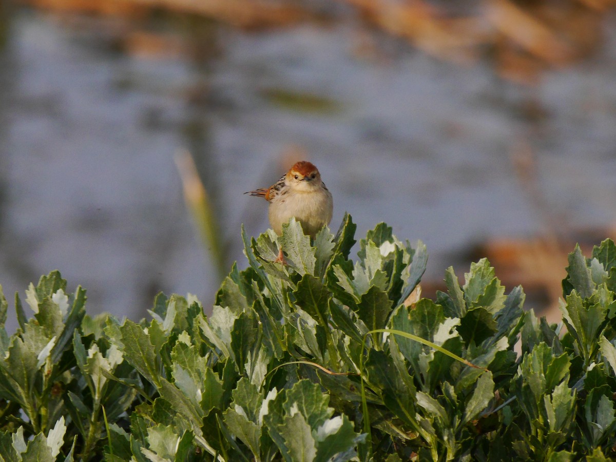 Levaillant's Cisticola - ML616309230