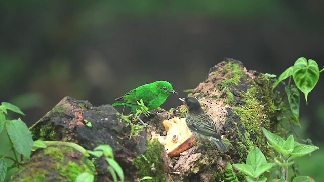 Glistening-green Tanager - ML616309274