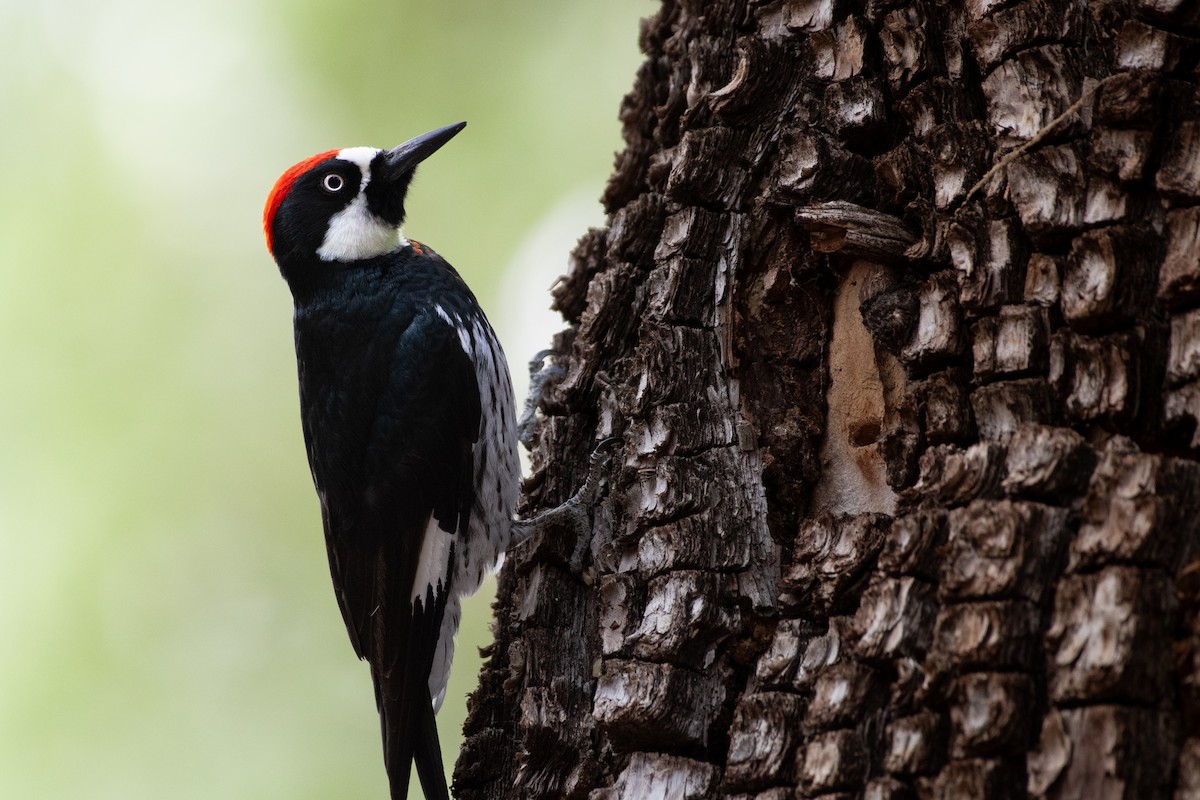 Acorn Woodpecker - Brady O'Brien