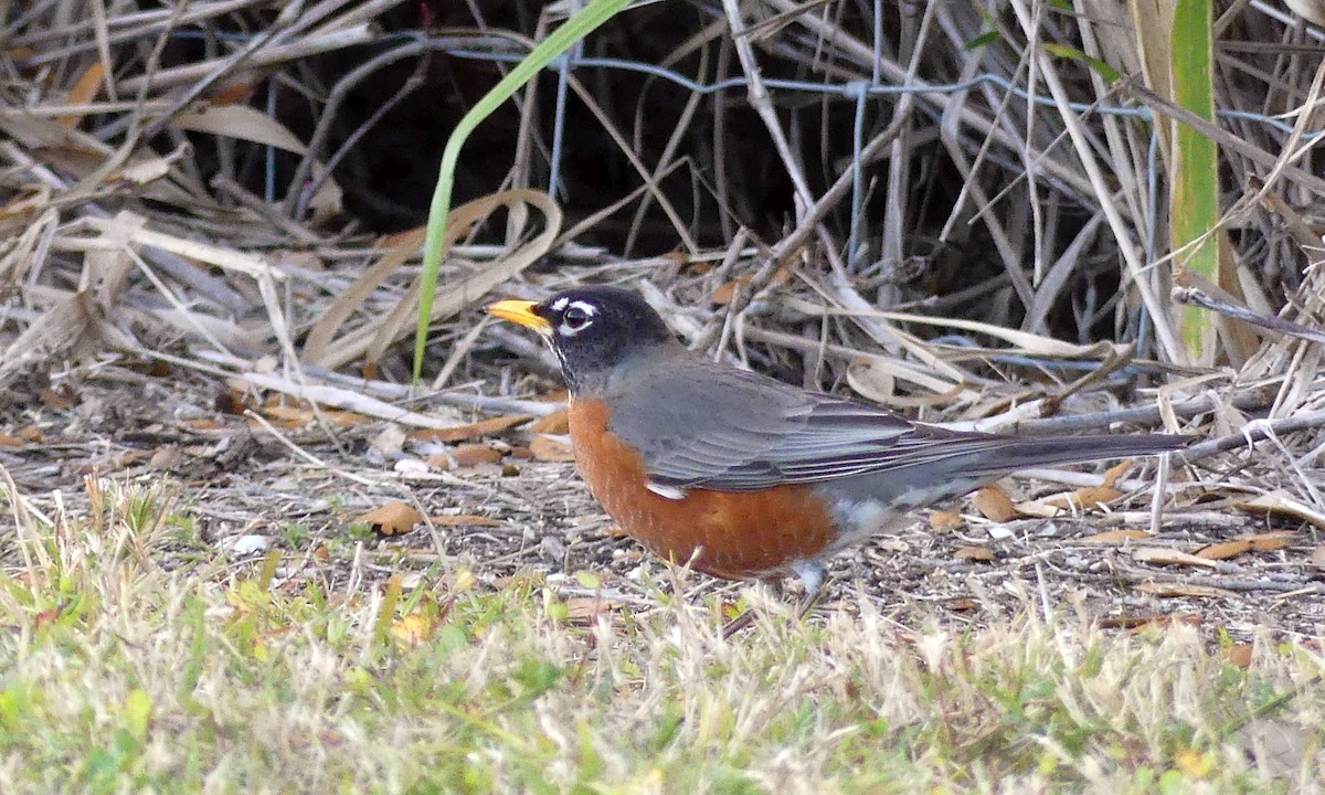 American Robin - Cuneyt Yilmaz