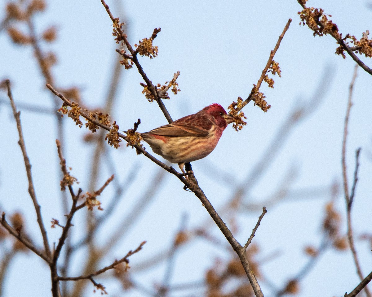 Purple Finch - ML616309438