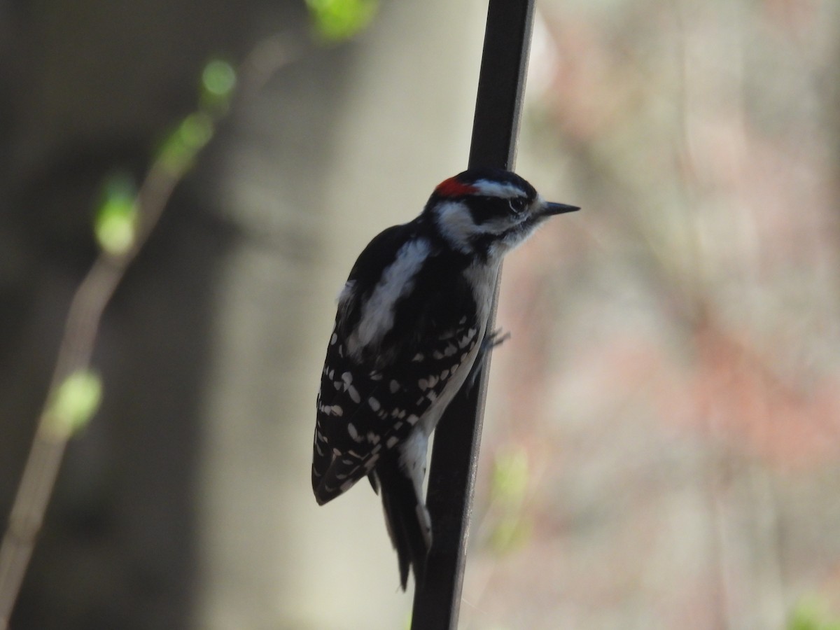 Downy Woodpecker - ML616309474