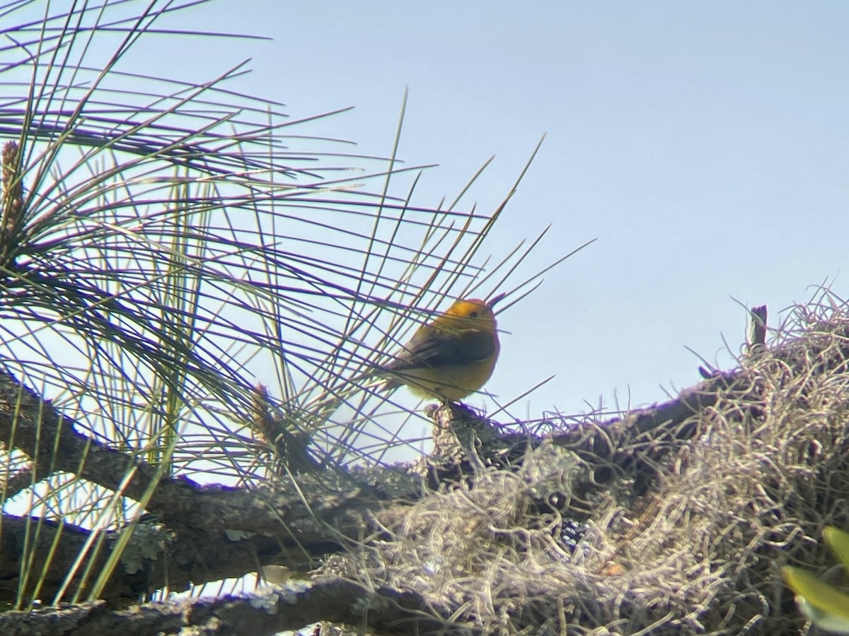 Prothonotary Warbler - ML616309514