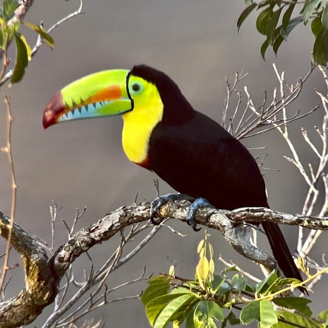 Keel-billed Toucan - ML616309550