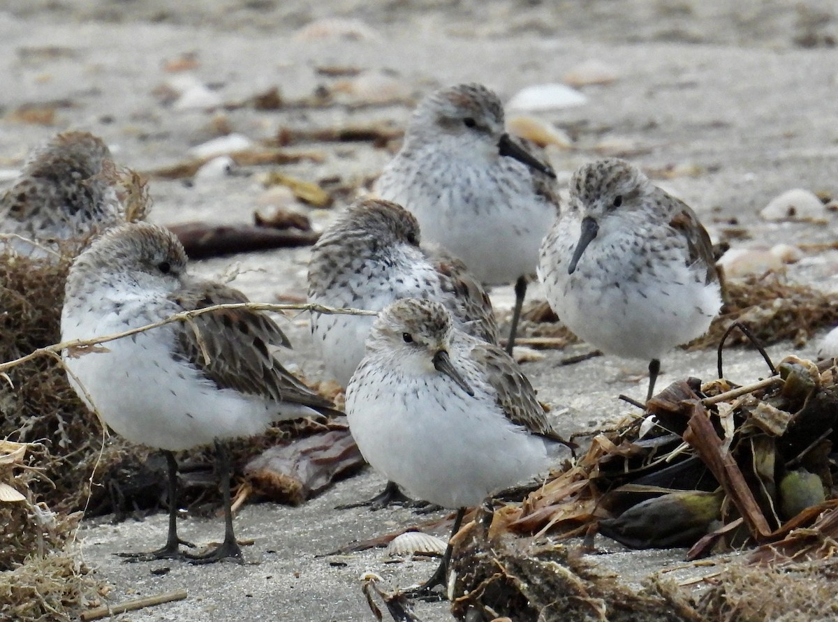 Western Sandpiper - ML616309611