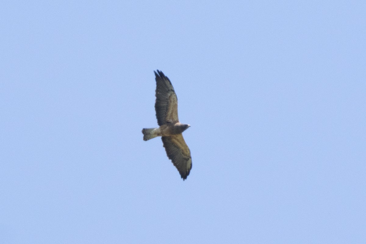 Swainson's Hawk - ML616309633