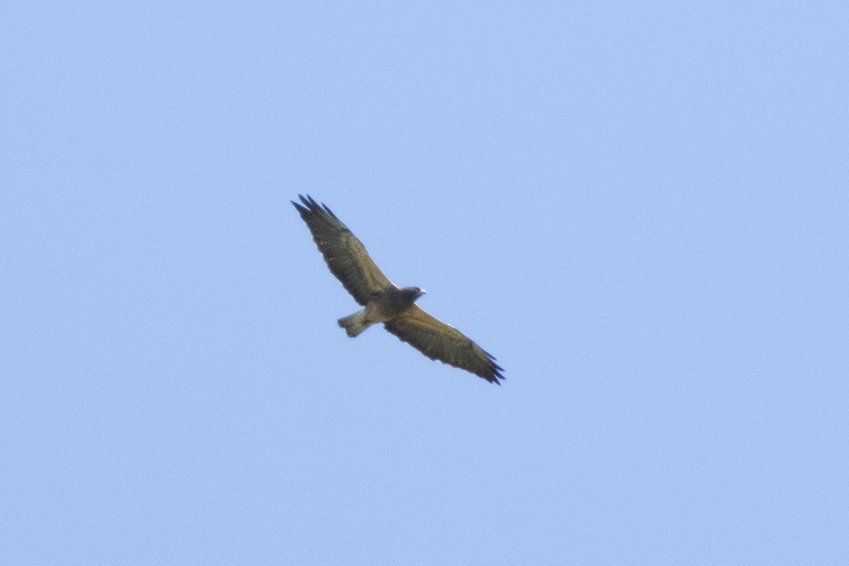 Swainson's Hawk - ML616309634