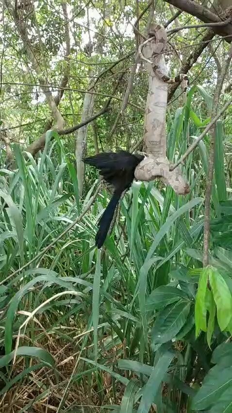 Smooth-billed Ani - ML616309655