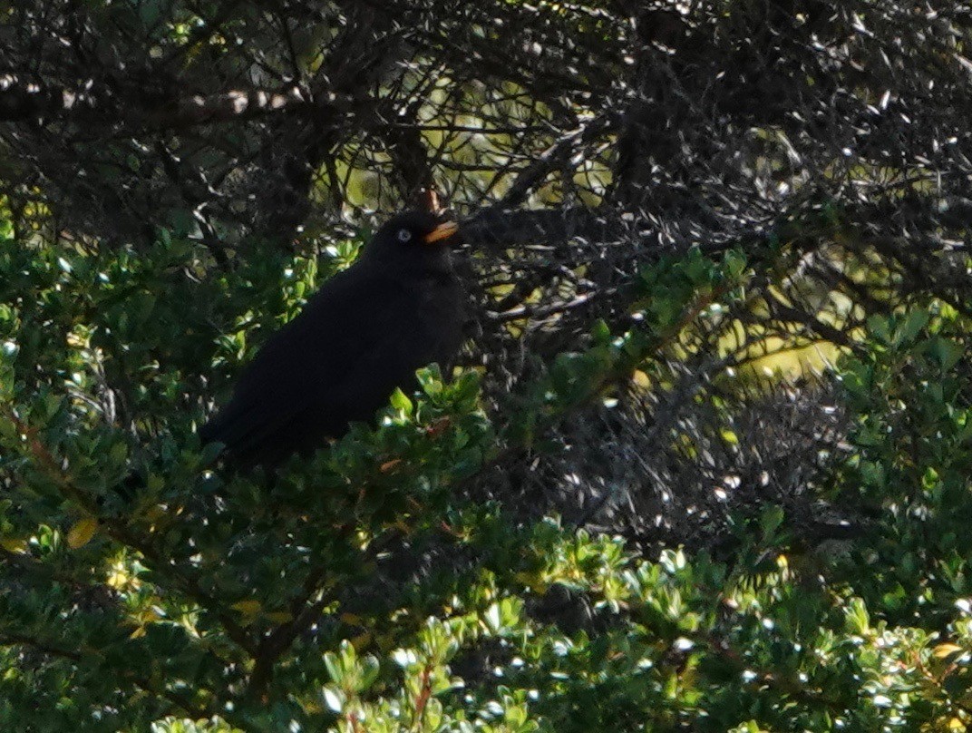 Sooty Thrush - ML616309731