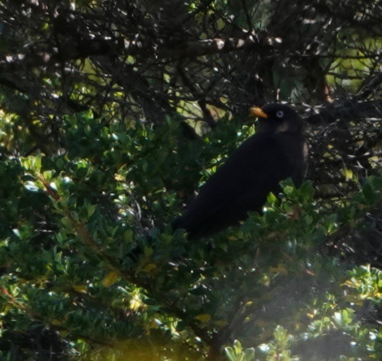 Sooty Thrush - ML616309732