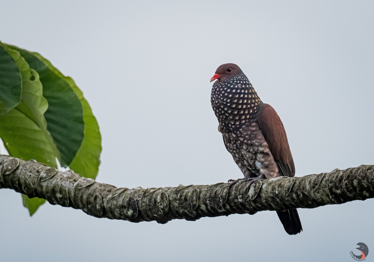 Scaled Pigeon - ML616309754