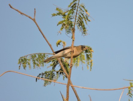 Booted/Sykes's Warbler - ML616309769