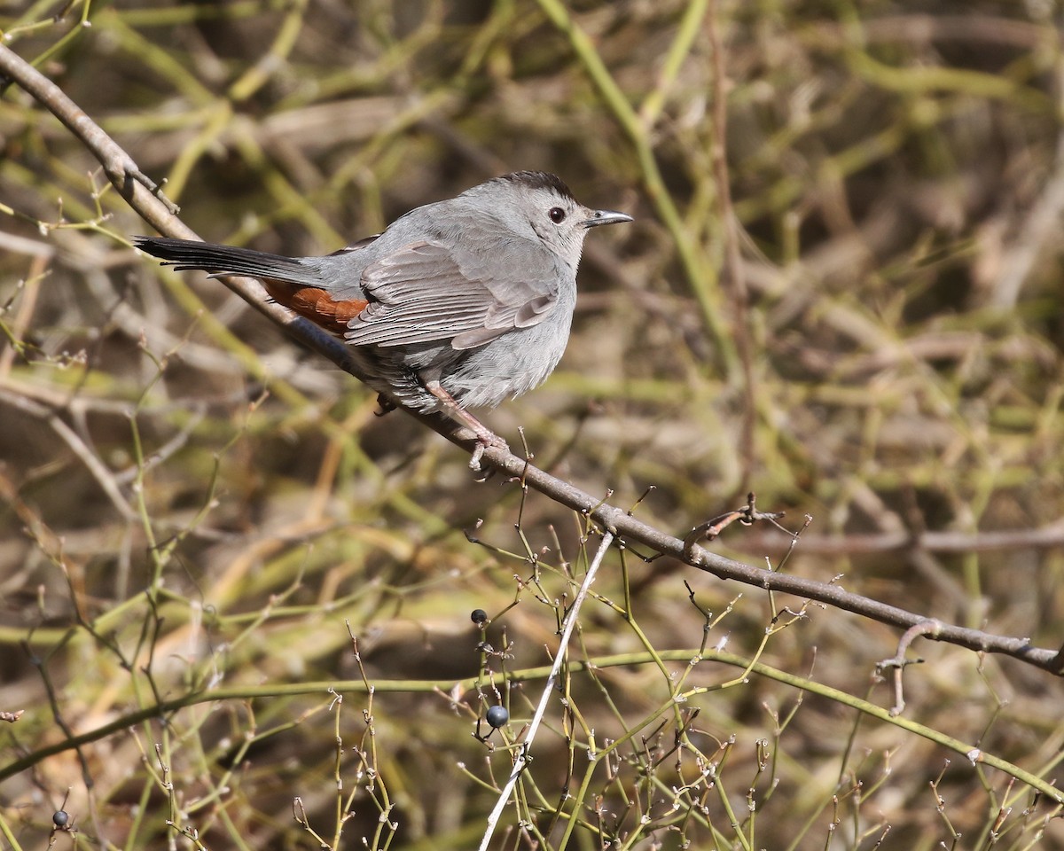 Gray Catbird - ML616309816