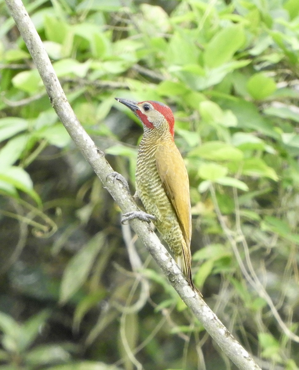 Golden-olive Woodpecker - ML616309830