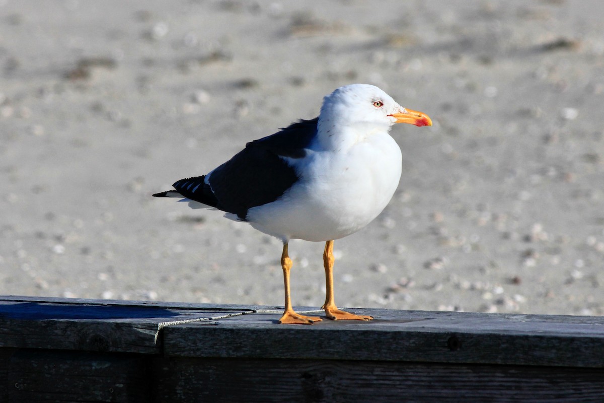 Lesser Black-backed Gull - ML616309837