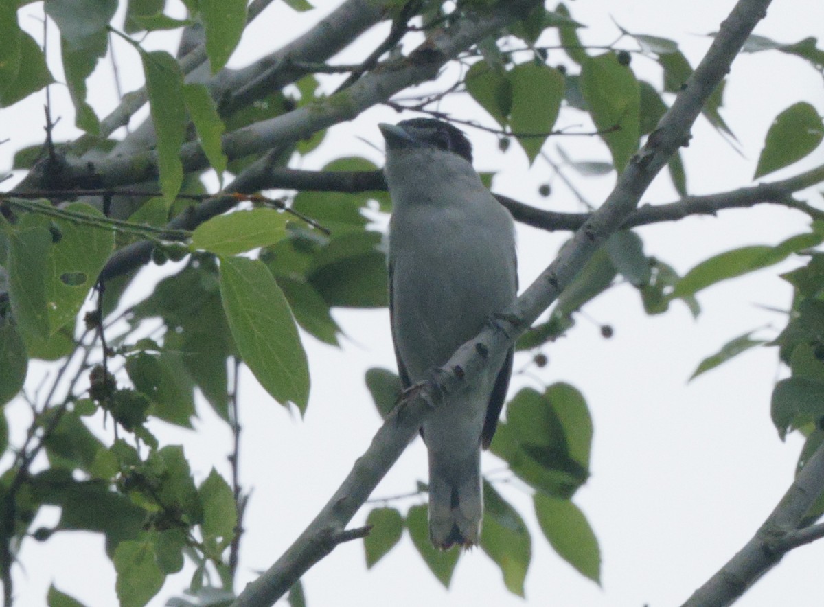 Gray-collared Becard - ML616309840
