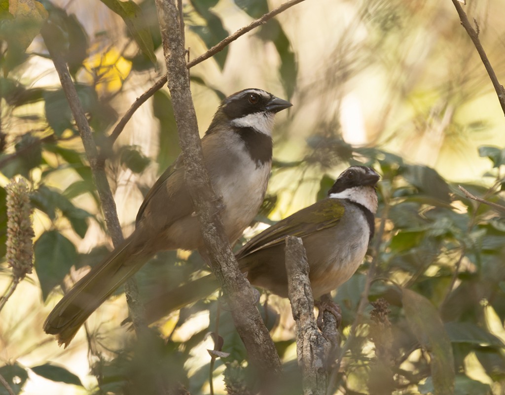 Collared Towhee - ML616309908