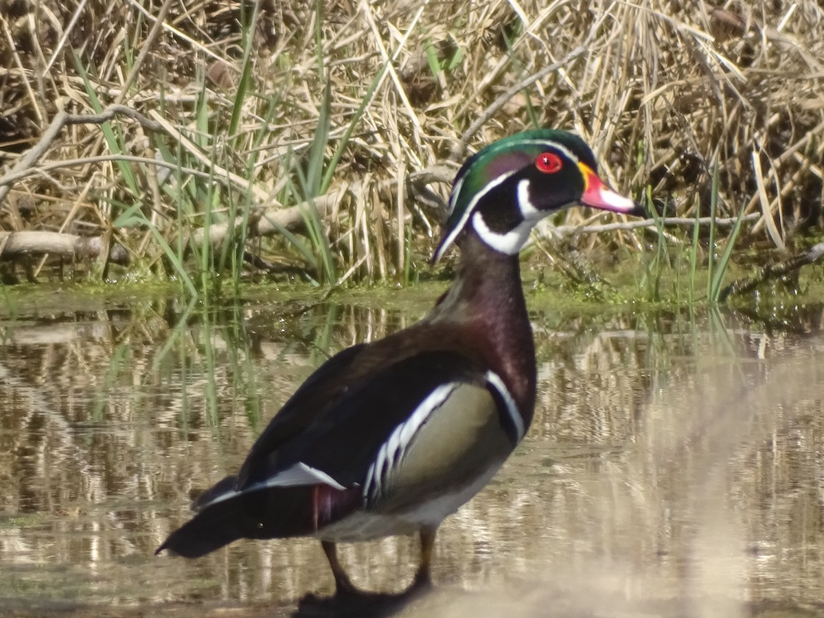 Wood Duck - Susan Evanoff