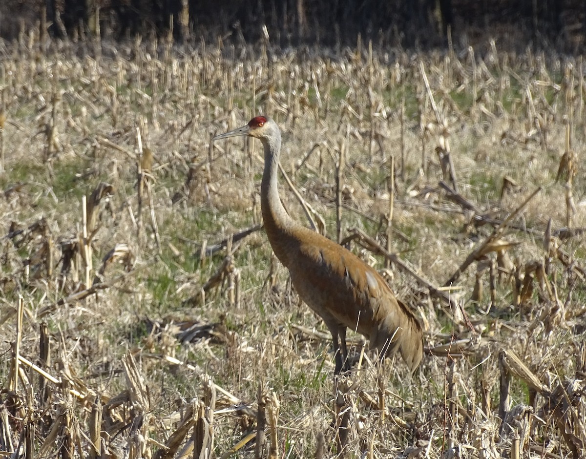 Sandhill Crane - ML616309999