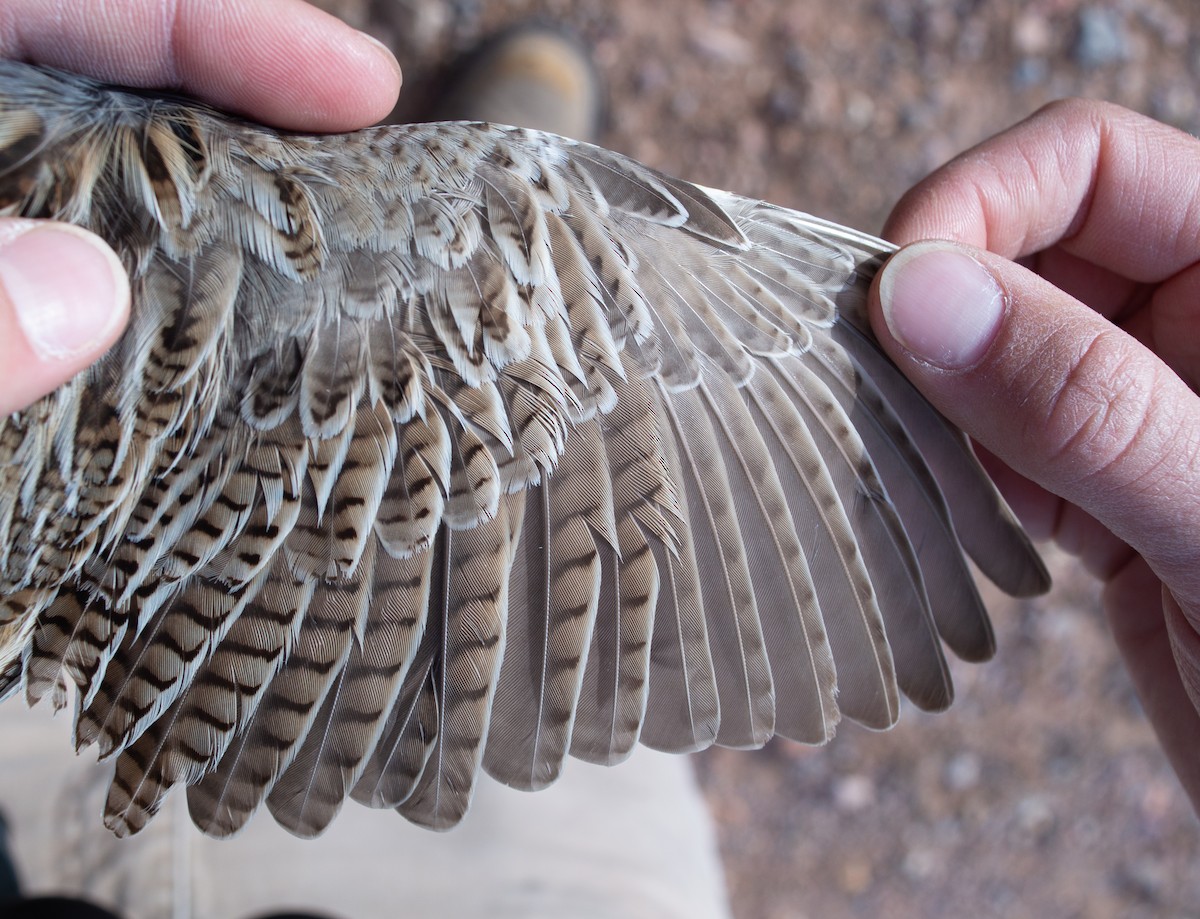 Chihuahuan Meadowlark - ML616310005