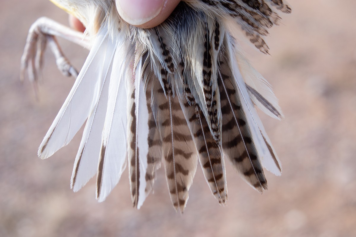 Chihuahuan Meadowlark - ML616310008