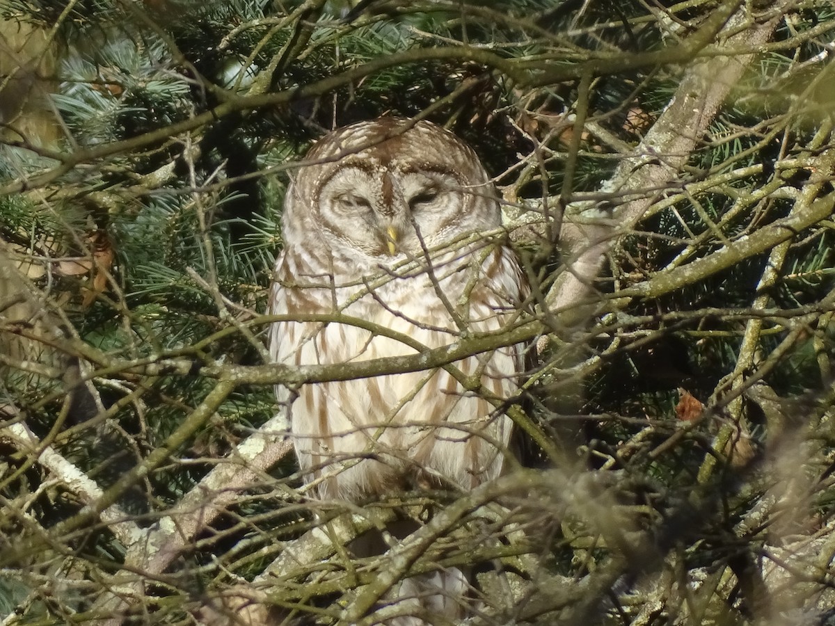 Barred Owl - ML616310011