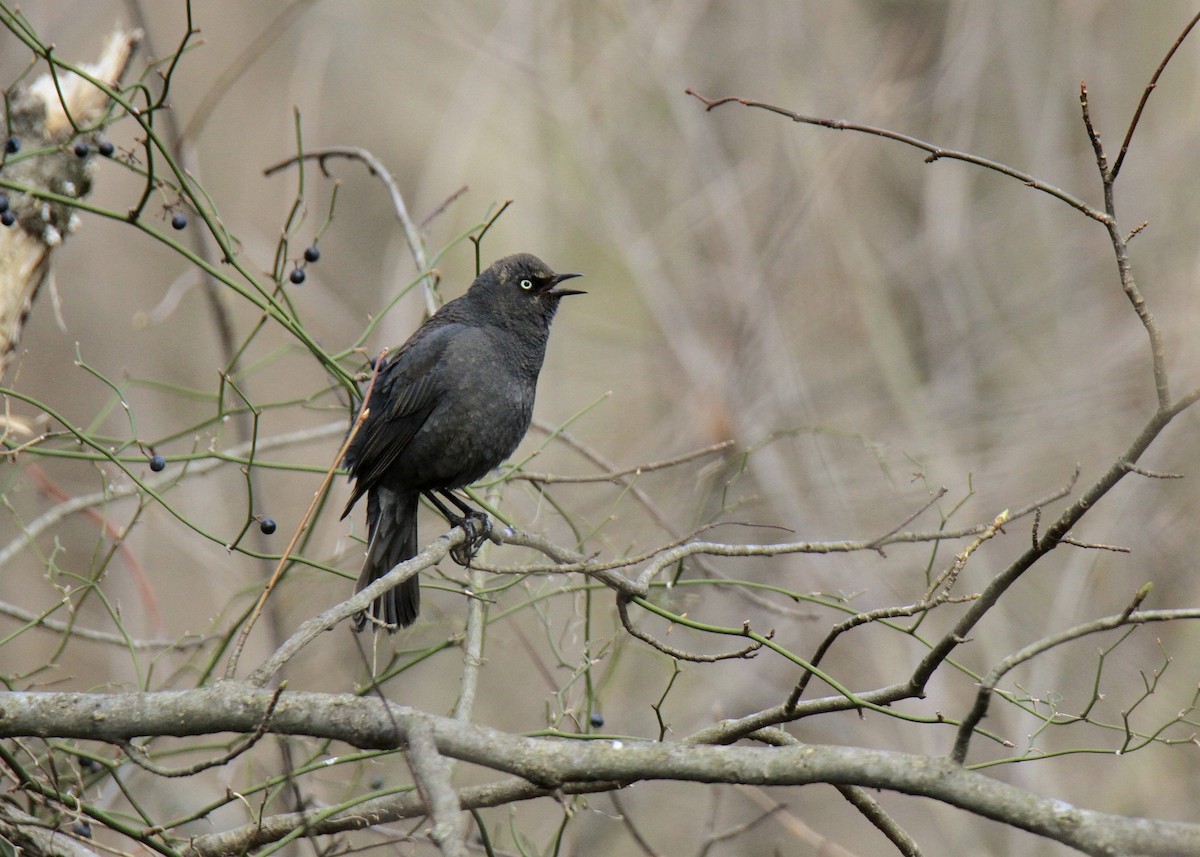 Rusty Blackbird - ML616310012