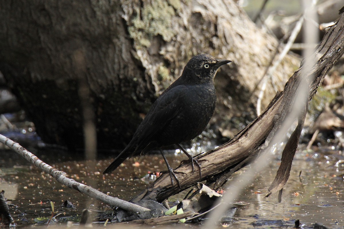 Rusty Blackbird - ML616310017