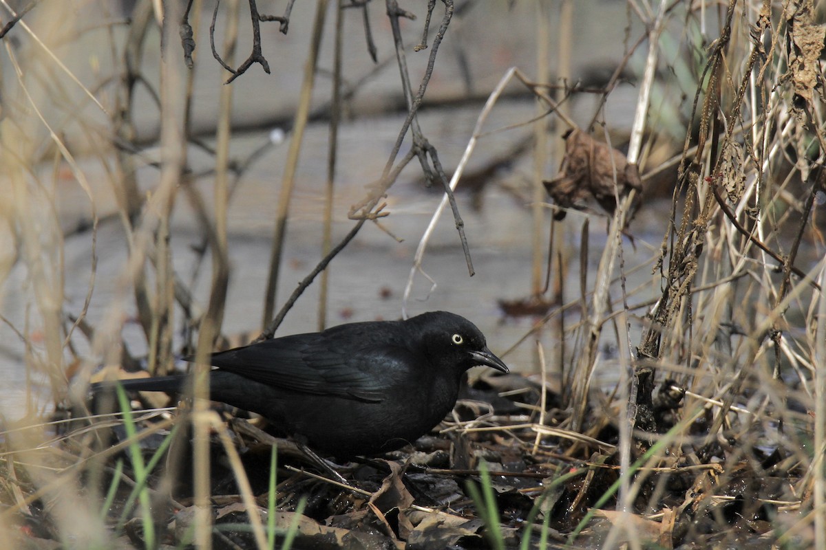 Rusty Blackbird - ML616310019