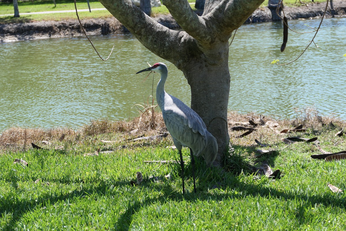 Sandhill Crane - ML616310021