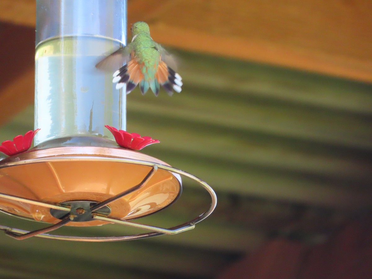 Rufous Hummingbird - Richard Petersen