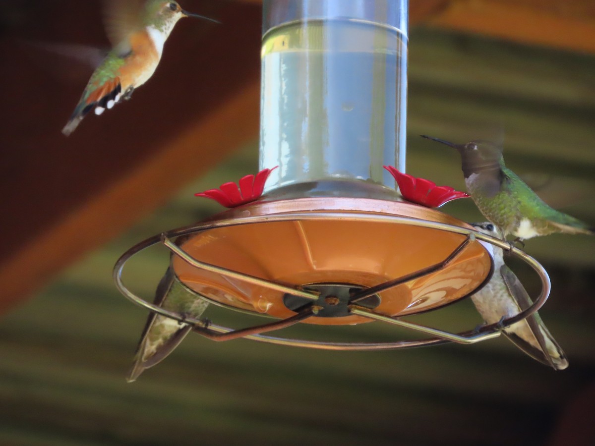 Rufous Hummingbird - Richard Petersen