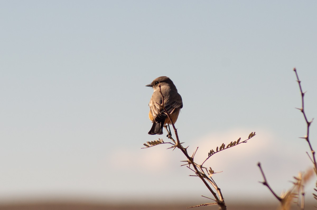 Say's Phoebe - ML616310083