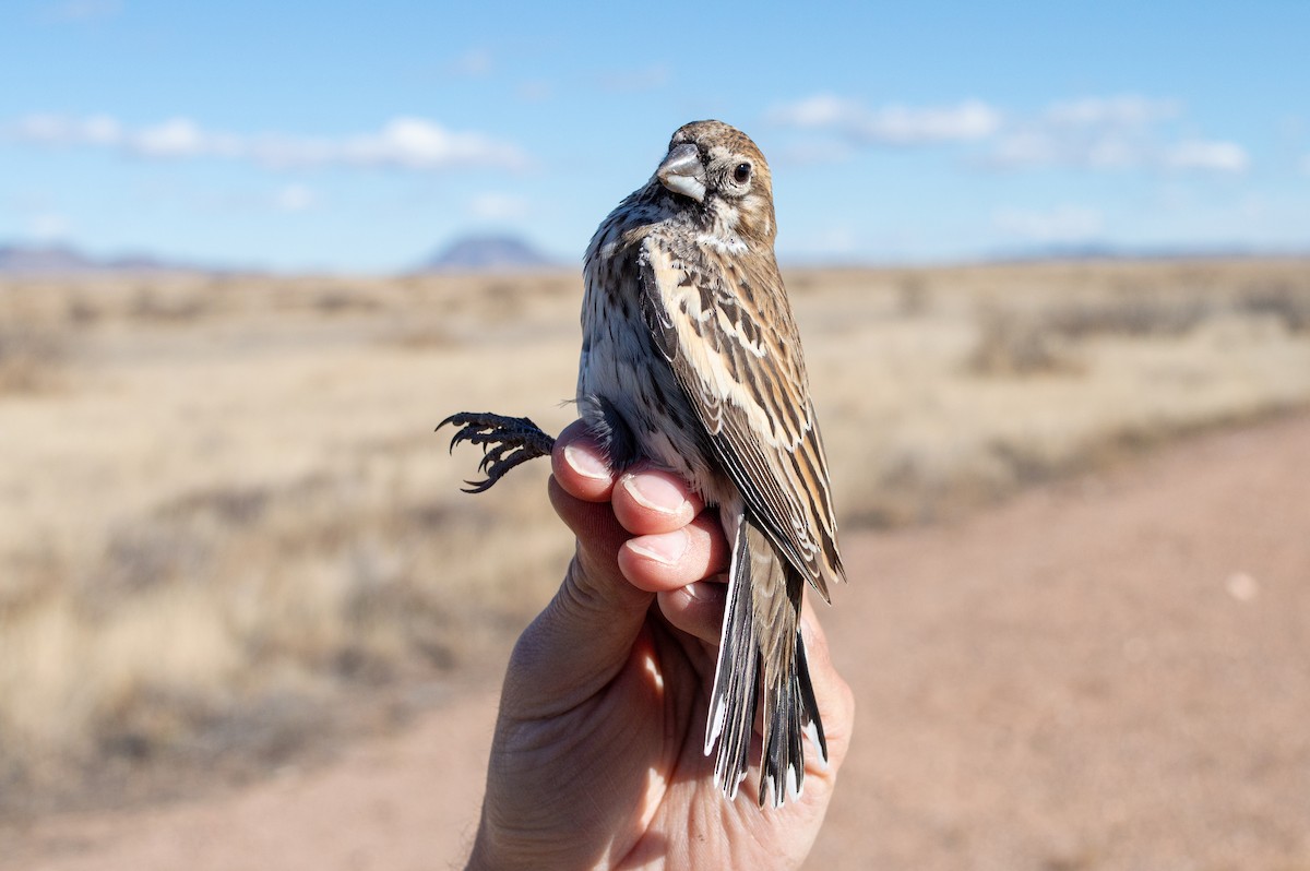 Lark Bunting - ML616310100