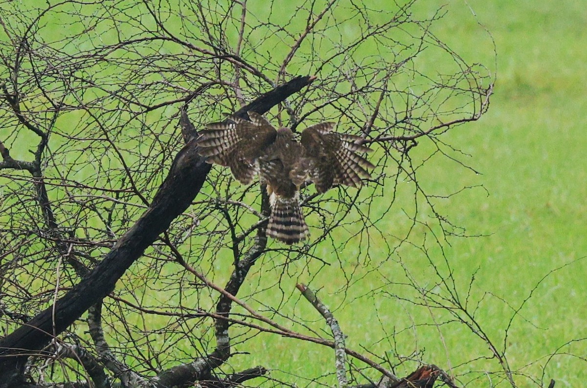 Roadside Hawk - ML616310155
