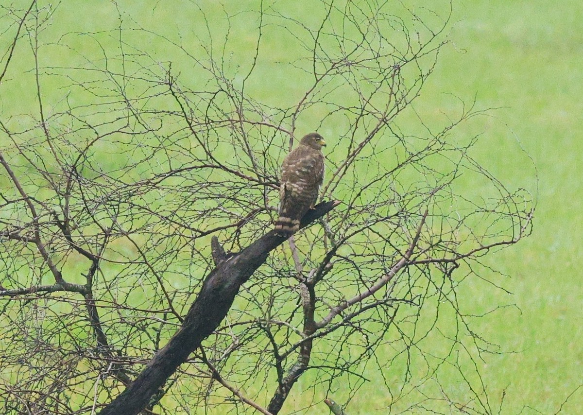 Roadside Hawk - ML616310247