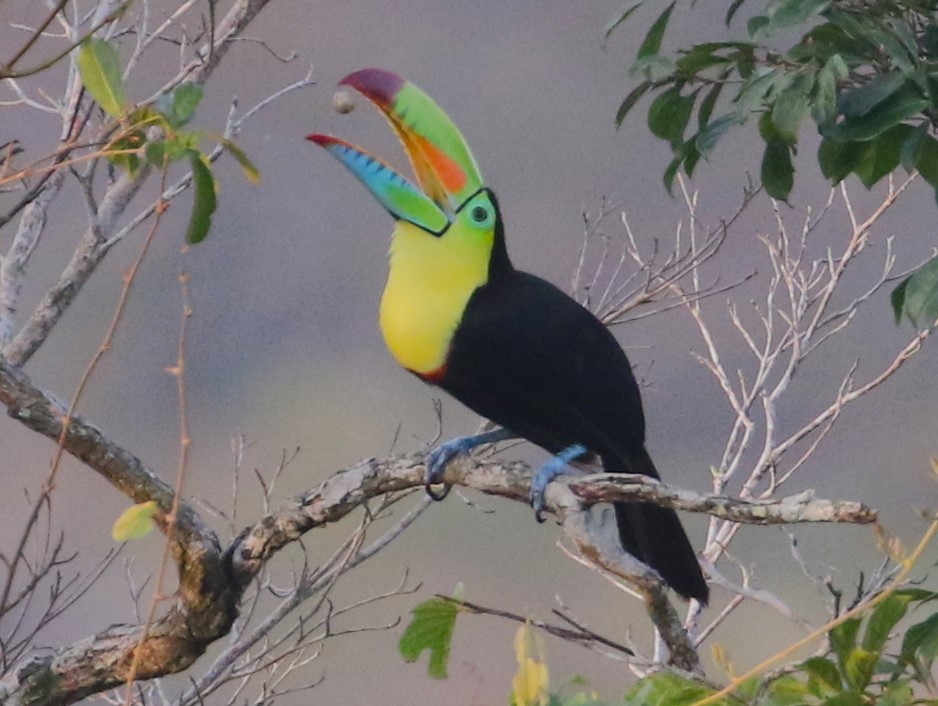 Keel-billed Toucan - ML616310248