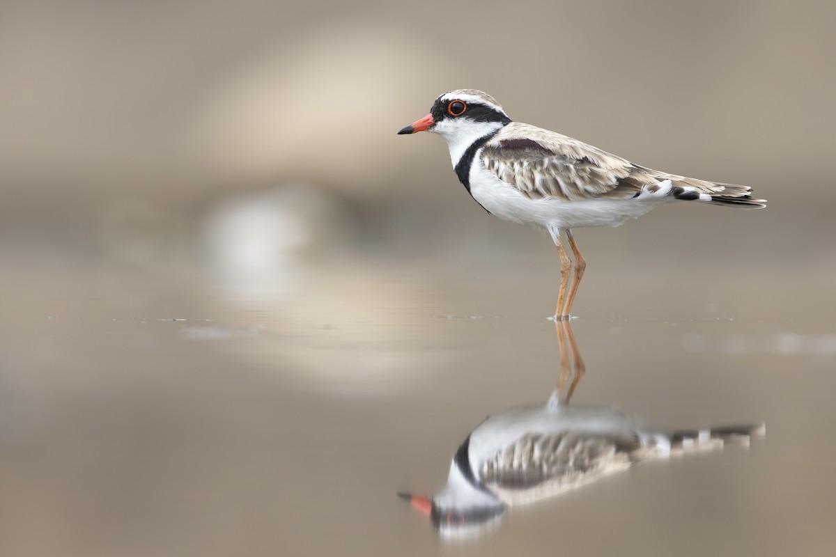 Black-fronted Dotterel - ML616310250