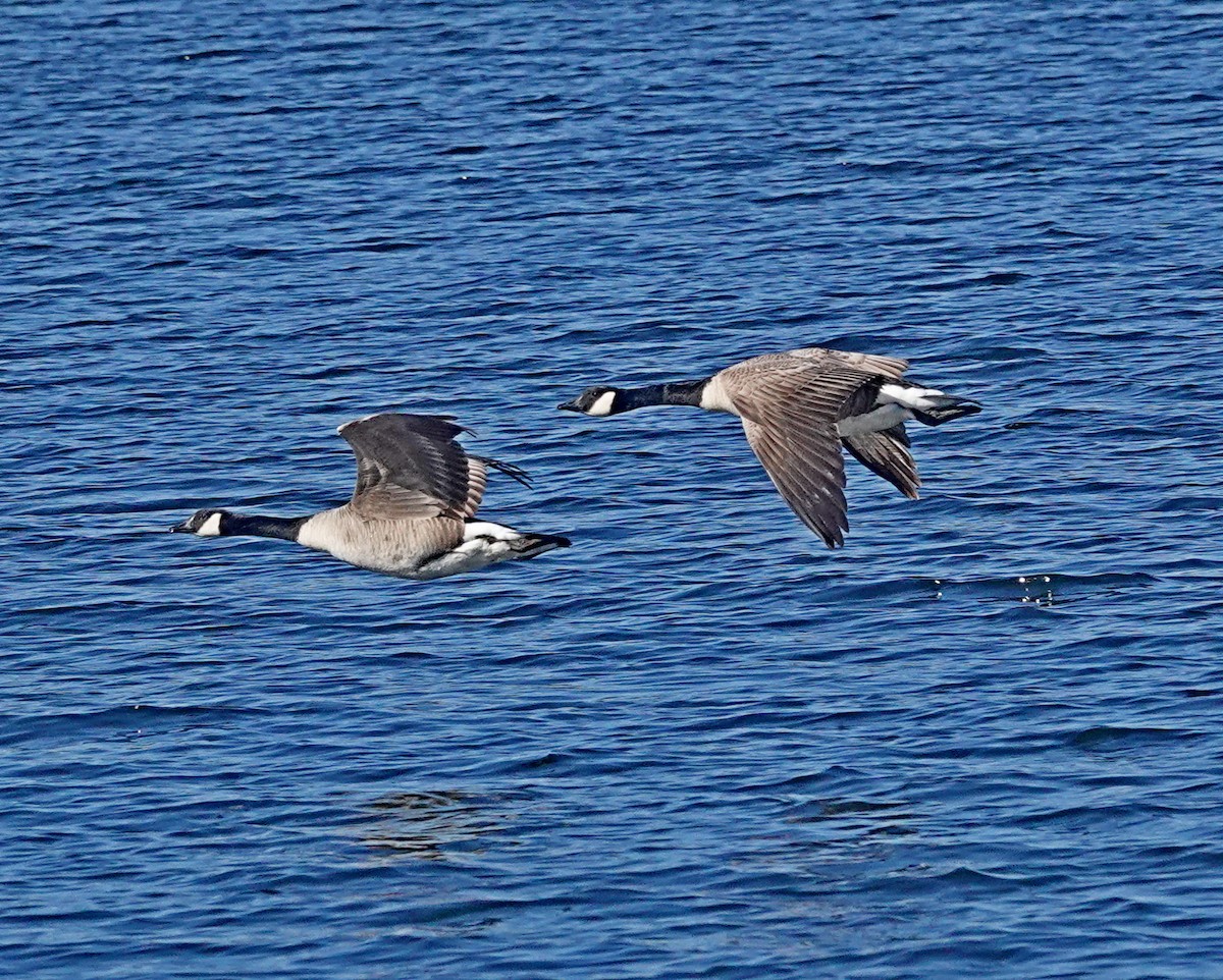 Canada Goose - Hank Heiberg