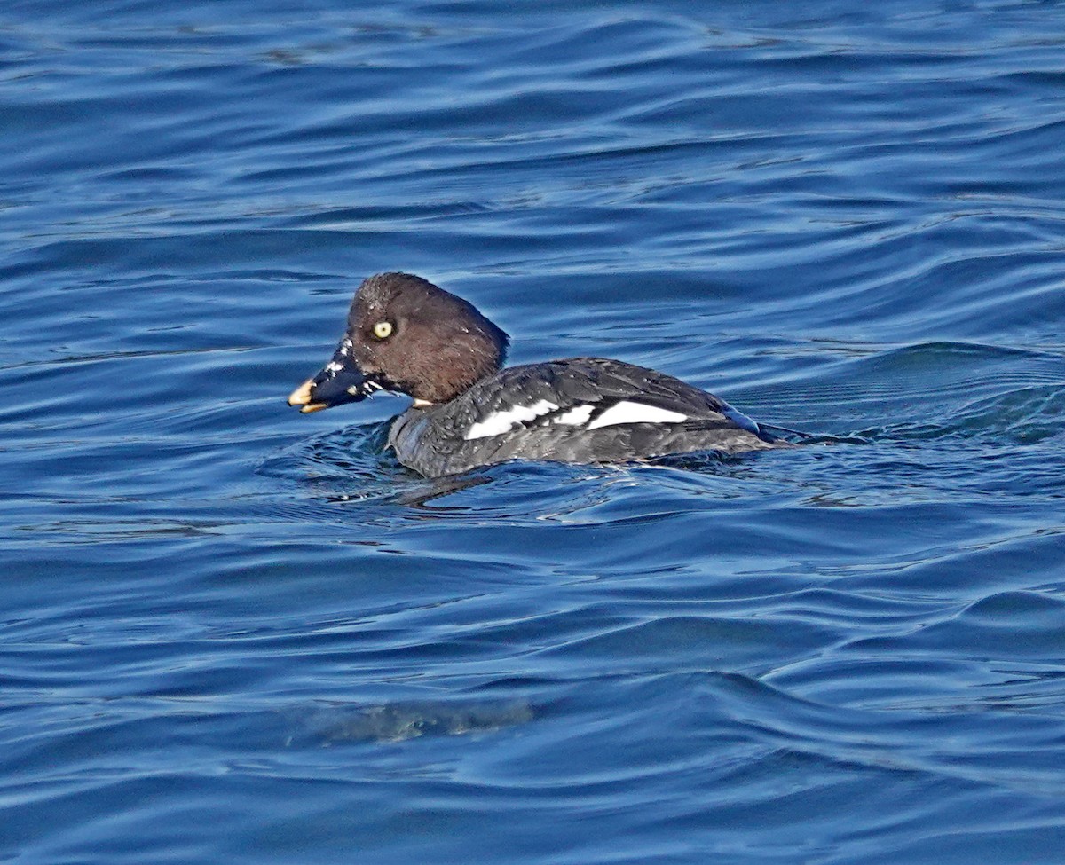 Common Goldeneye - Hank Heiberg