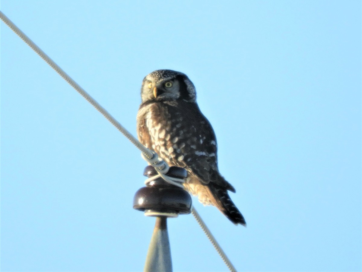 Northern Hawk Owl - Darlene Deemert