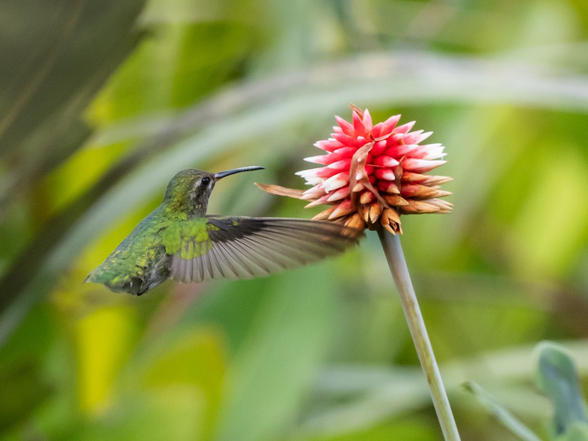 kolibřík zelenoocasý - ML616310327