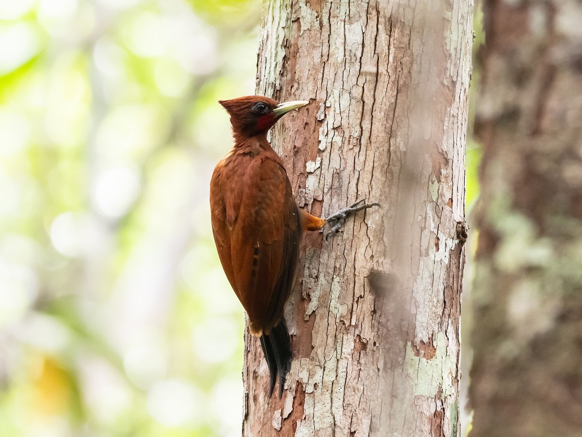 Chestnut Woodpecker - Bob Friedrichs