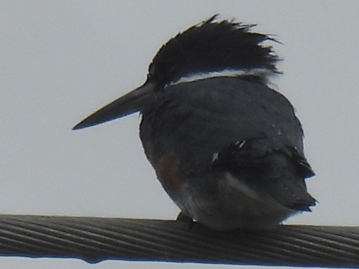Belted Kingfisher - ML616310390