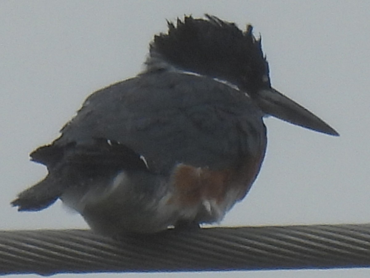 Belted Kingfisher - ML616310395