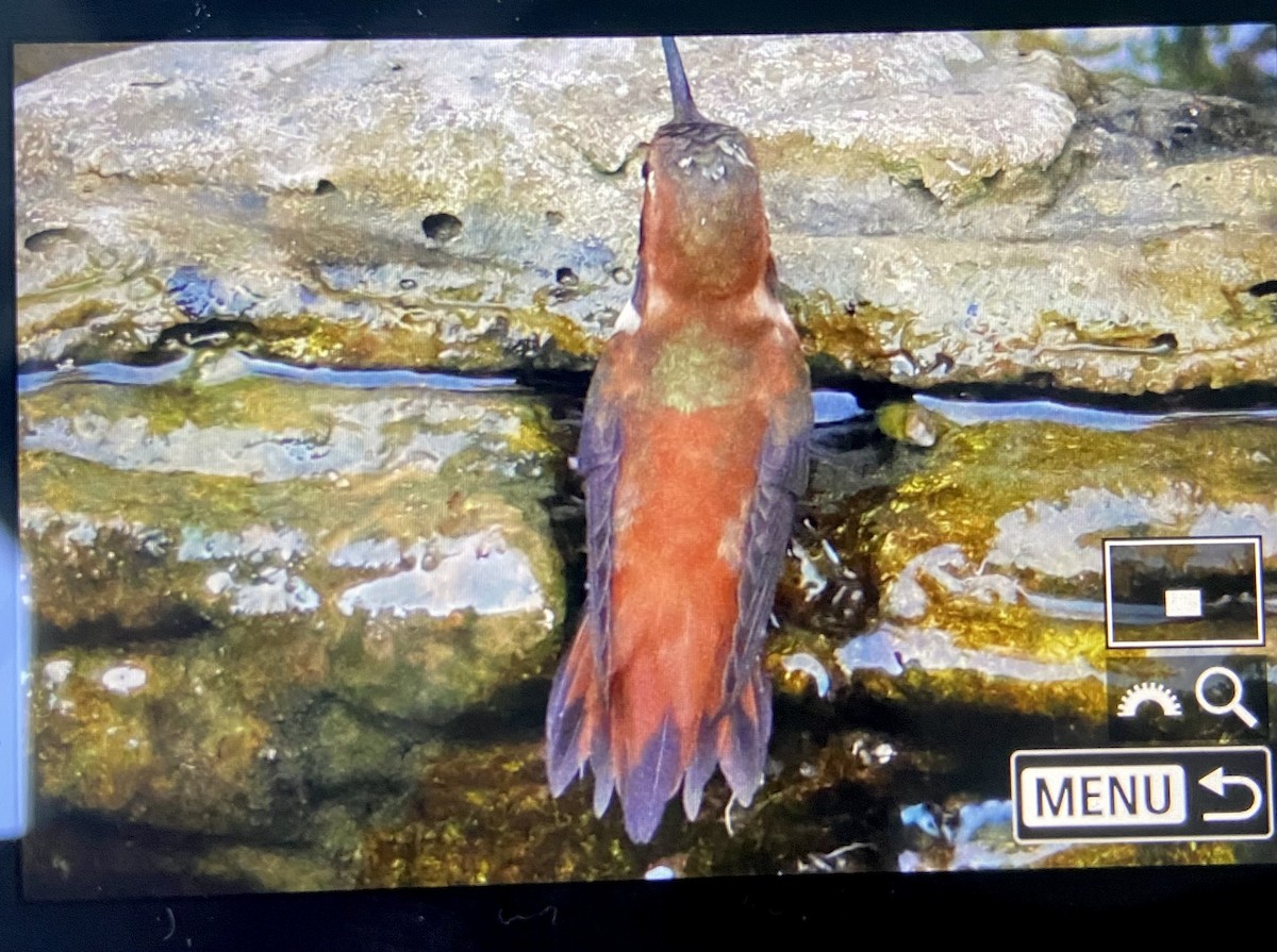 Rufous Hummingbird - Jimmy McMorran