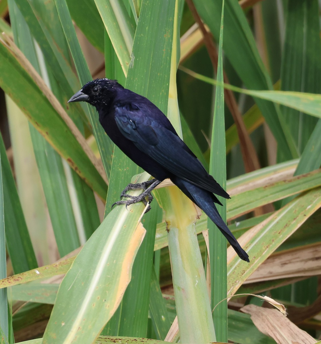 Shiny Cowbird - ML616310451