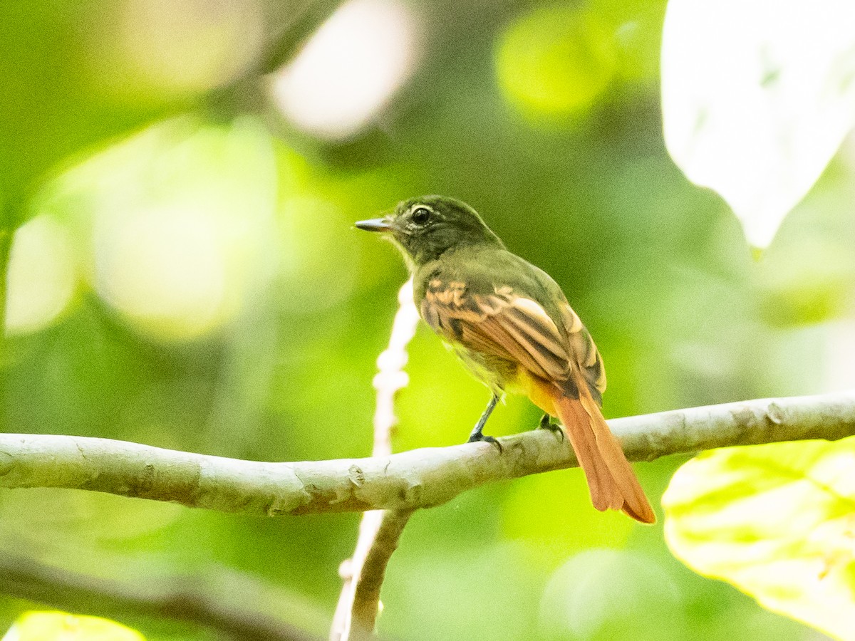 Rufous-tailed Flatbill - ML616310468