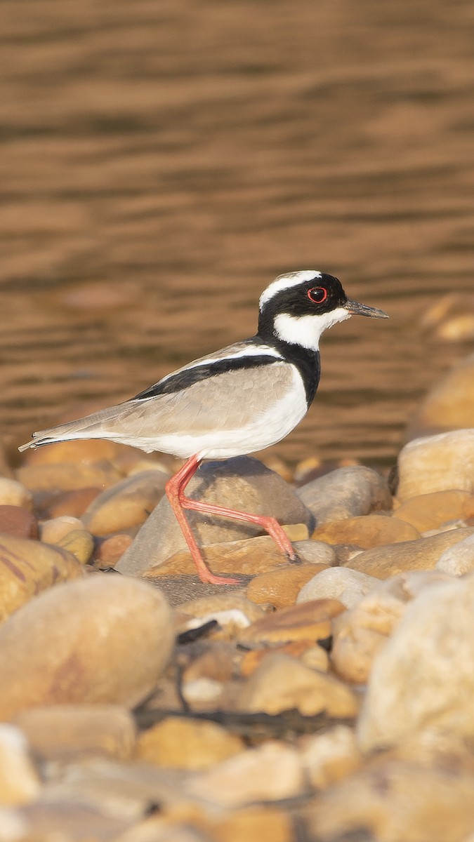 Pied Plover - ML616310469